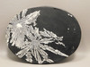 Chrysanthemum Stone Large Plate 7 inch Natural Decorator Rock #O21