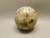 Petrified Palm Wood Sphere 2.15 inch Stone Indonesia #O11