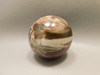 Petrified Wood Sphere Stone 2.25 inch Mineral Ball Madagascar #OM3