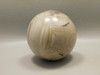 Petrified Wood 2.6 inch Stone Sphere Fossil Sequoia USA #O1