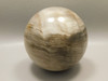 Petrified Wood 3 inch Stone Sphere Fossil Sequoia USA #O3