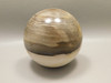 Petrified Wood 2.75 inch Stone Sphere Fossil Sequoia USA #O4