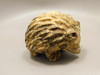 Hedgehog Figurine Kalahari Jasper Carved 2 inch Stone Animal #O3