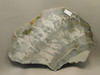 Cotham Marble Fossil 9.5 inch Polished Stone Slab Stromatolite Rock #O100