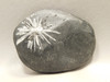 Chrysanthemum Stone 2.9 inch Palm Worry Stone Natural Rock #O17