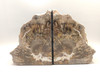 Petrified Wood Bookends Polished Rock 5 inch Fossilized Arizona Conifer #O2