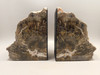 Petrified Wood Bookends Polished Rock 5 inch Fossilized Arizona Conifer #O2