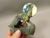 Howling Wolf at Moon Figurine Labradorite 43.75 inch Coyote Carving #O302