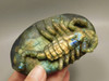 Scorpion Figurine Animal Carving Labradorite Polished Rock Fetish #O3