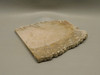 Petrified Palm Wood Rough Rock Stone Slab Fossilized Louisiana #O20
