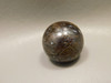 Petrified Wood Paleosmunda 1 inch Sphere Australia Rare 25 mm Marble #O4