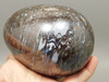 Petrified Wood Egg Rare Palaeosmunda Fossil Large 4.25 inch #O1