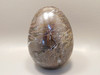 Petrified Wood Egg Rare Palaeosmunda Fossil Large 4.25 inch #O1