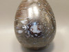 Petrified Wood Egg Rare Palaeosmunda Fossil Large 4.25 inch #O1