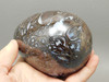 Petrified Wood Egg Rare Palaeosmunda Fossil Large 4.25 inch #O1
