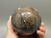 Petrified Wood Egg Rare Palaeosmunda Fossil Large 4.25 inch #O1