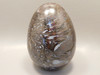 Petrified Wood Egg Rare Palaeosmunda Fossil Large 4.25 inch #O1