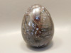 Petrified Wood Egg Rare Paleosmunda Fossil 3 inch Decorator #O2
