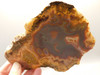 Laguna Agate Polished Stone Slab Red Collector Rock #O100