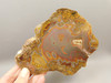 Laguna Agate Polished Stone Slab Red Collector Rock #O100