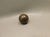 Petrified Wood Small Sphere Marble 30 mm Rare Paleosmunda Fossil #O10