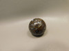Petrified Wood Small Sphere Marble 30 mm Rare Paleosmunda Fossil #O15
