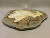 Septarian Nodule Large Polished Stone Slab Decorator Rock Utah #O2