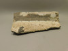 Petrified Wood Woodworthia Polished Piece Arizona #O100