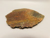 Dinosaur Bone Fossilized Polished Rock Stone Slab #O4