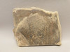 Deschutes Jasper Stone Slab Unpolished Rough Rock Oregon #O1