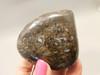 Petrified Wood Paleosmunda  Polished Rock Australia Paleo Osmunda Fern #O20