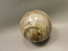 Petrified Sequoia Wood 2.75 inch Stone Sphere Fossilized USA #O2