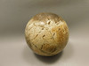 Petrified Palm Wood Sphere 3.15 inch Fossil Indonesia #O20