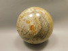 Petrified Palm Wood Sphere 3.15 inch Fossil Indonesia #O21