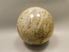 Petrified Palm Wood Sphere 3.15 inch Fossil Indonesia #O21