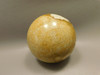 Petrified Palm Wood Root Ball 2.75 inch Sphere Fossil Indonesia #O22