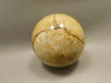 Petrified Palm Wood Root Ball 2.75 inch Sphere Fossil Indonesia #O22