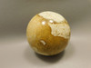Petrified Palm Wood Root Ball 2.75 inch Sphere Fossil Indonesia #O22