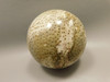 Petrified Palm Wood 2.75 inch Sphere Fossil Indonesia #O23