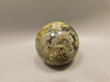 Petrified Palm Wood Sphere 1.6 inch Stone 40 mm Indonesia #O31