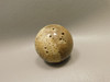 Petrified Palm Wood Sphere 1.6 inch Stone 40 mm Indonesia #O32