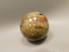 Petrified Palm Wood Sphere 1.6 inch Stone 40 mm Indonesia #O33
