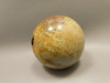 Petrified Palm Wood Sphere 2.4 inch Stone Indonesia #O24