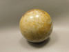 Petrified Palm Wood Sphere 2.4 inch Stone Indonesia #O24