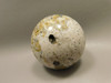 Petrified Palm Wood Sphere 2.4 inch Stone Fossil Indonesia #O25