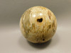 Petrified Palm Wood Sphere 2.4 inch Stone Fossil Indonesia #O26