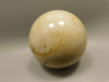 Petrified Palm Wood Sphere 2.4 inch Stone Fossil Louisiana #OLA