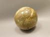 Petrified Palm Wood Sphere 2.2 inch Stone Fossil Indonesia #O28