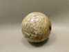 Petrified Palm Wood Sphere 2 inch Stone Fossil Indonesia #O29