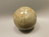 Petrified Palm Wood Sphere 2 inch Stone Fossil Indonesia #O30
